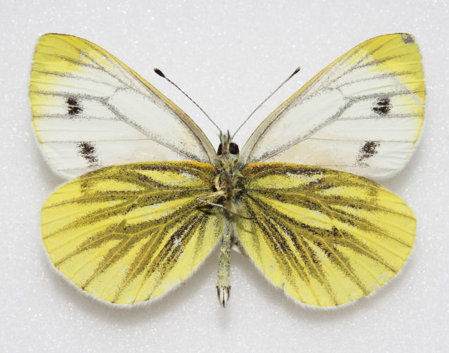 Irish green veined white (aberration) Internet Image property of respective owner, non-commercial use only